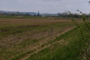 Через брак фінансування Україна може скоротити посівні площі під урожай-2027 на 5–7 млн га
