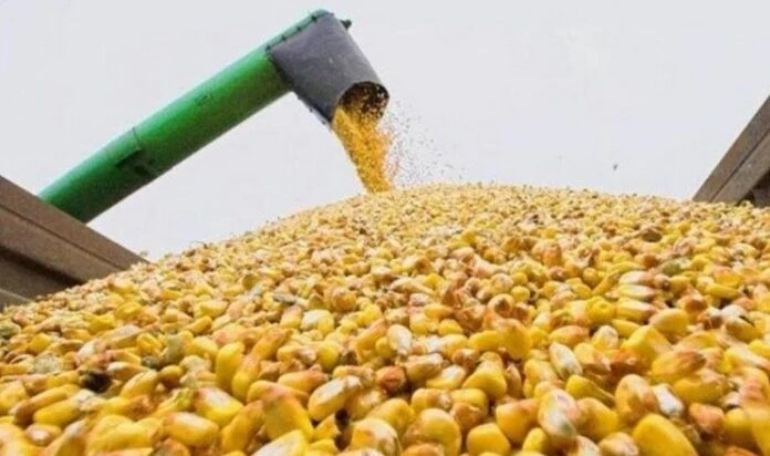 Експортні ціни на кукурудзу з поставкою на початку 2027 року зросли до €198/т