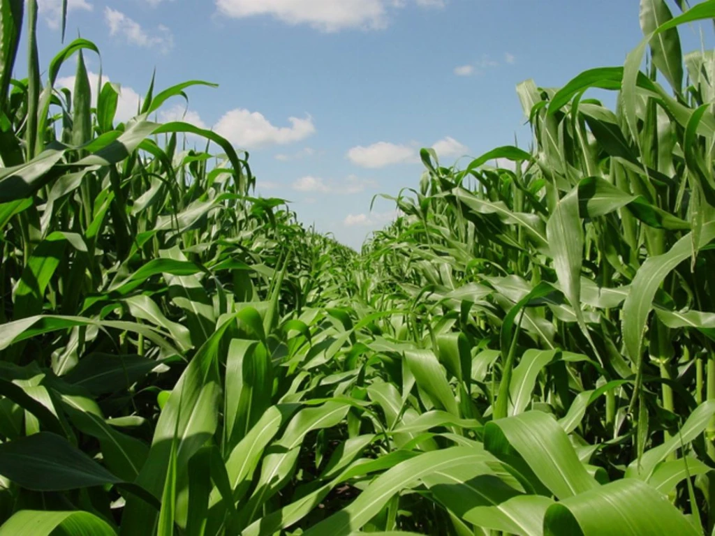 Vylor і Rainbow Crops об’єднують зусилля для прискорення розробки нових ознак кукурудзи за допомогою редагування геному